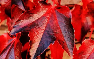 Leading your Team through Change